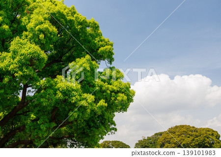 綠葉和藍天 綠葉和藍天 139101983