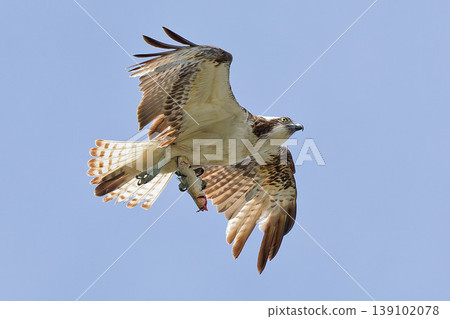 Osprey carrying away fish in the blue sky Osprey carrying away fish in the blue sky 139102078