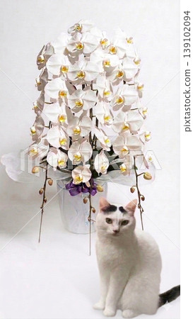 A potted white phalaenopsis orchid and a white cat with a split face pattern (white background, soft shadows). A potted white phalaenopsis orchid and a white cat with a split face pattern (white background, soft shadows). 139102094