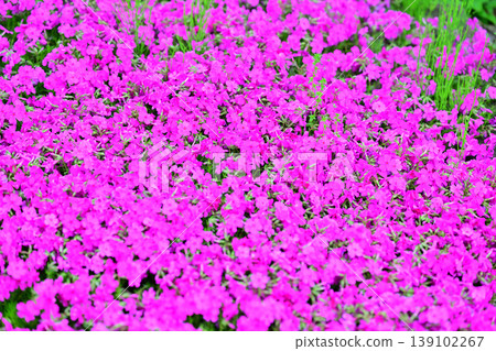The arrival of spring: vibrant moss phlox at Hachiiro no Mori Park 139102267