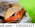 Close-up of an adult Japanese lizard's face 139102317