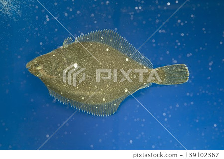 比目魚（石鰈），海水魚，屬於鰈形目，是鰈魚中的上等魚。 139102367