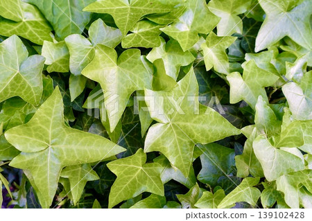 Ivy leaves Ivy leaves 139102428
