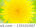  Dandelion 139102487