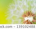 Close-up of dandelion's fluff 139102488