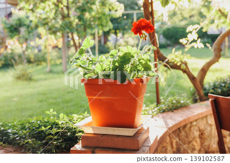 Sunlit Terracotta Pot On Ledge, Vibrant Red Geranium In Clay Container Set On Stacked Bricks, Lush Foliage Backdropped By Blurred Garden, Warm Afternoon Glow, Intimate Cozy Scene 139102587