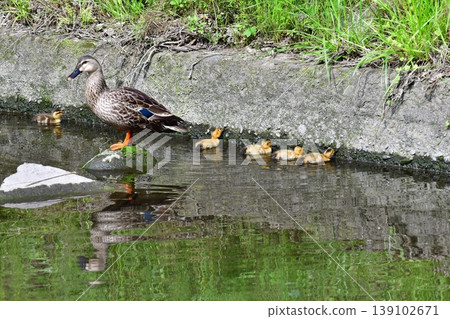 Parent and child of kalgamo Parent and child of kalgamo 139102671