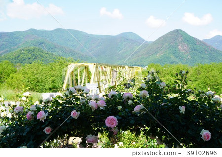 位於長野縣榊町的榊千曲川玫瑰公園,是一座坐落在千曲川岸邊,群山環繞的美麗玫瑰公園。 位於長野縣榊町的榊千曲川玫瑰公園,是一座坐落在千曲川岸邊,群山環繞的美麗玫瑰公園。 139102696