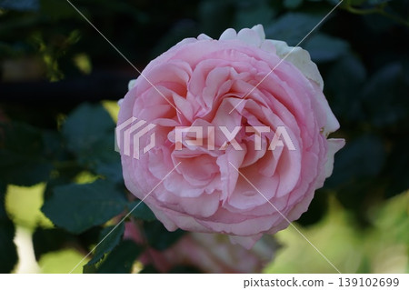 Sakaki Chikuma River Rose Park in Sakaki Town, Nagano Prefecture, is a beautiful rose park located on the banks of the Chikuma River, surrounded by mountains. 139102699