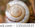 Snail shell 139102835