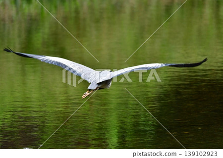 Flying Great Blue Heron 139102923