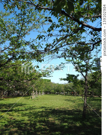 大阪城公園裡,櫻花凋零,綠葉萌發,陽光斑駁地灑在草坪上,令人心曠神怡。 大阪城公園裡,櫻花凋零,綠葉萌發,陽光斑駁地灑在草坪上,令人心曠神怡。 139102984