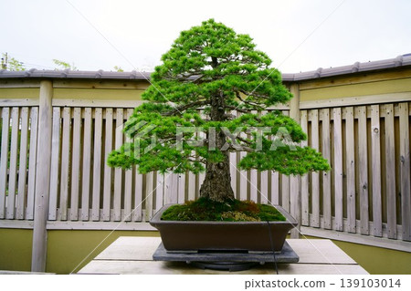 9560 Bonsai Goyomatsu BONSAI 139103014