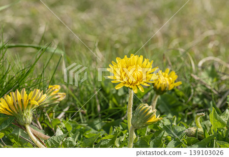 Dandelions - Yellow wildflowers that bloom in spring fields 139103026