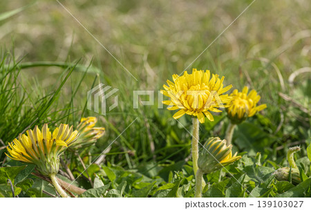 Dandelions - Yellow wildflowers that bloom in spring fields 139103027