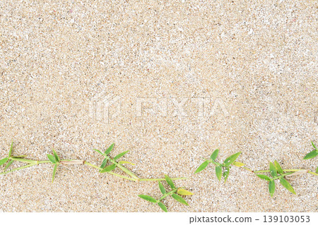 生長在一個沙灘的植物 生長在一個沙灘的植物 139103053