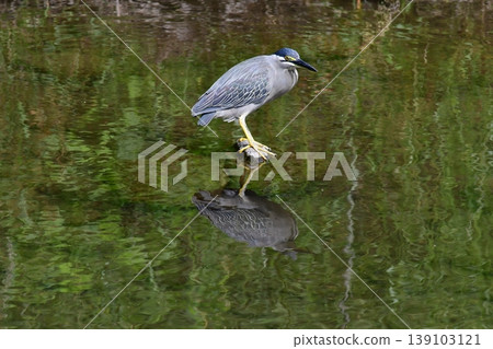 A striated heron hunting by the water's edge A striated heron hunting by the water's edge 139103121