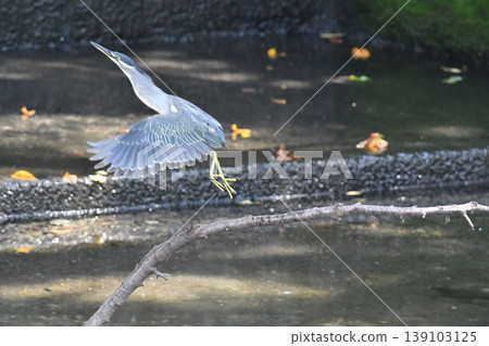 Flying Little Heron Flying Little Heron 139103125