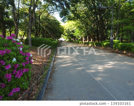 在大阪城公園清爽的步道上,杜鵑花盛開,預示著初夏的到來。 在大阪城公園清爽的步道上,杜鵑花盛開,預示著初夏的到來。 139103161