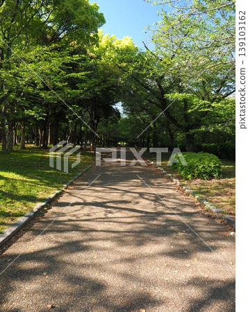 A tranquil walking path in Osaka Castle Park, beautiful with its tunnel of fresh greenery and dappled sunlight. A tranquil walking path in Osaka Castle Park, beautiful with its tunnel of fresh greenery and dappled sunlight. 139103162