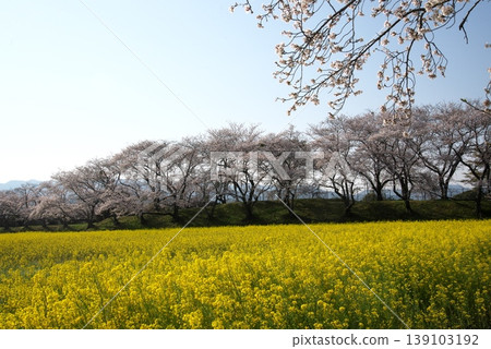 Beyond the rapeseed field, the blue sky and cherry blossoms stretch out. Beyond the rapeseed field, the blue sky and cherry blossoms stretch out. 139103192