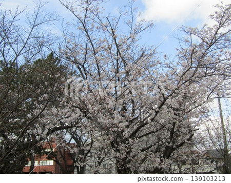 Somei Yoshino cherry blossoms are in full bloom in front of Takasu Sports Center. 139103213