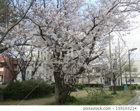 Somei Yoshino cherry blossoms are in full bloom in front of Takasu Sports Center. Somei Yoshino cherry blossoms are in full bloom in front of Takasu Sports Center. 139103214
