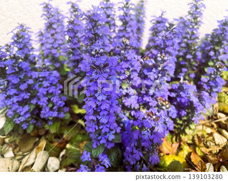 201 朵盛開的 Ajuga 斜臥紫色花朵。 139103280
