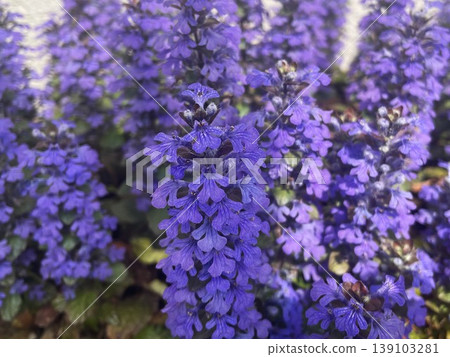 202 朵盛開的 Ajuga 斜臥紫色花朵。 139103281