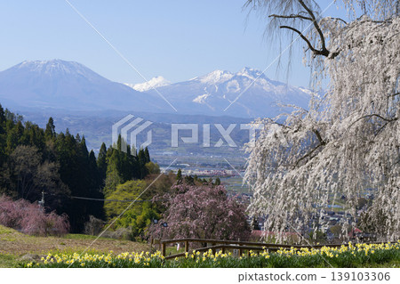 Weeping cherry blossoms underwater and snow-capped mountains Weeping cherry blossoms underwater and snow-capped mountains 139103306