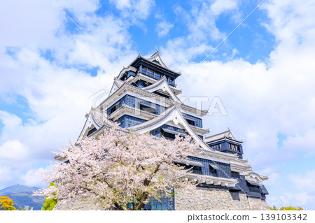 Kumamoto Castle and cherry blossoms in spring, Kumamoto City, Kumamoto Prefecture Kumamoto Castle and cherry blossoms in spring, Kumamoto City, Kumamoto Prefecture 139103342