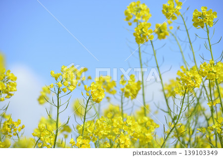Rape blossoms seen under the blue sky Rape blossoms seen under the blue sky 139103349