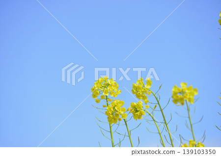 Rape blossoms seen under the blue sky 139103350