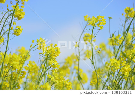 藍天下看到的油菜花 藍天下看到的油菜花 139103351