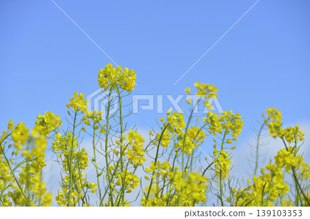Rape blossoms seen under the blue sky Rape blossoms seen under the blue sky 139103353
