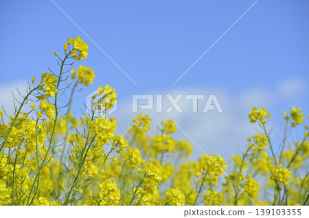 Rape blossoms seen under the blue sky 139103355