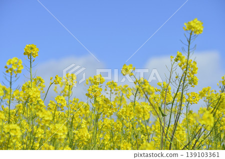 Rape blossoms seen under the blue sky 139103361