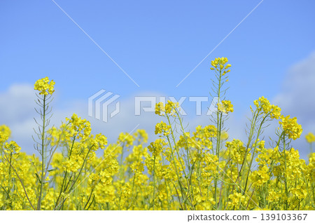 Rape blossoms seen under the blue sky 139103367