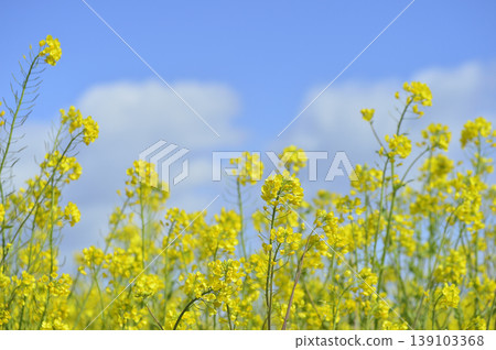 Rape blossoms seen under the blue sky 139103368