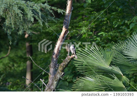 A Japanese sparrowhawk stands proudly on a tree stump. A Japanese sparrowhawk stands proudly on a tree stump. 139103393