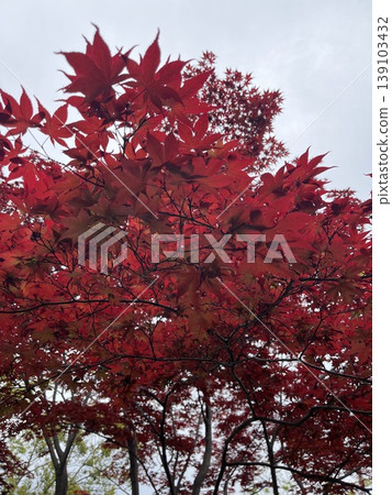 鮮紅的秋葉 鮮紅的秋葉 139103432