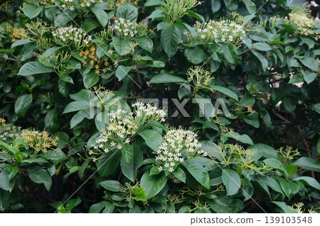 Flower (Tarenna wallichii) in the garden 139103548