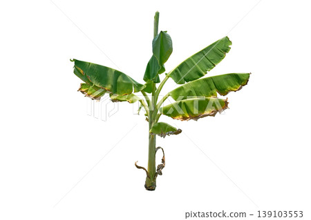 Banana Tree Banana Tree 139103553