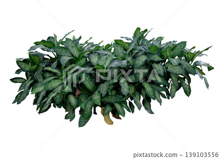 Dieffenbachia seguine Dieffenbachia seguine 139103556