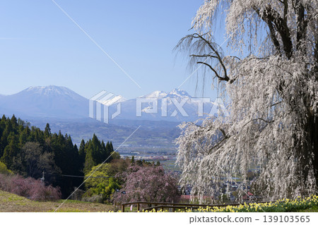 水下垂枝櫻花與白雪皚皚的山峰 139103565