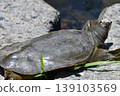 A softshell turtle on a rock 139103569
