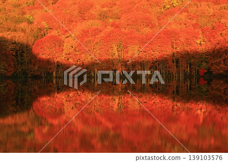 Tsutanuma Pond reflecting the autumn leaves Tsutanuma Pond reflecting the autumn leaves 139103576