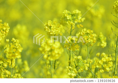 Rape field I saw someday 139103616