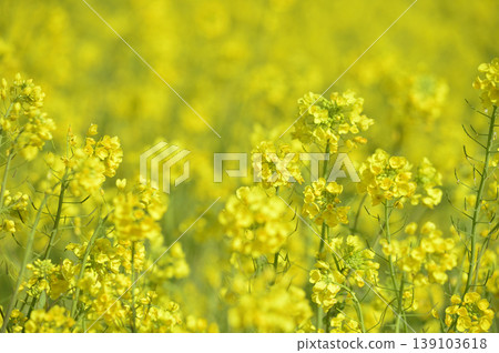 Rape field I saw someday 139103618