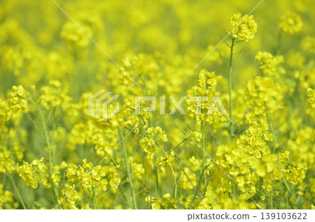 Rape field I saw someday Rape field I saw someday 139103622